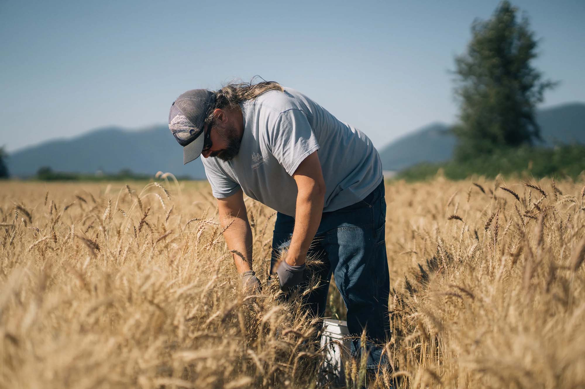 Man harvesting wheat in a field with mountains in the background