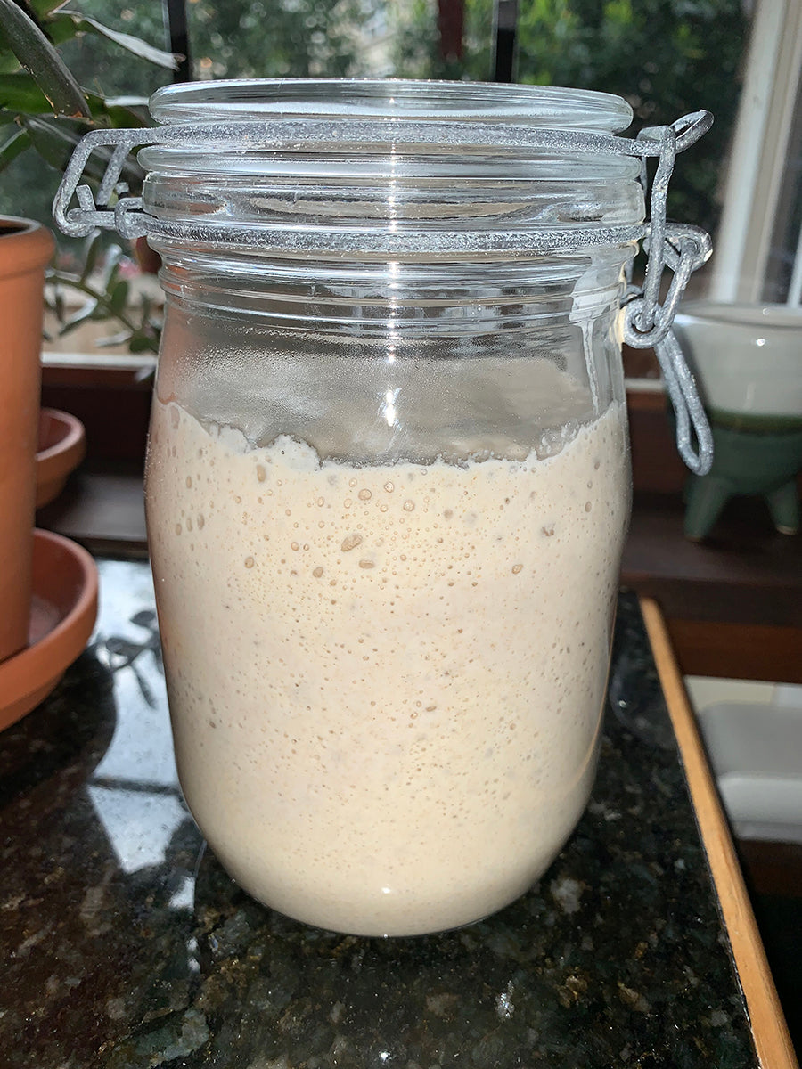 Sourdough Starter