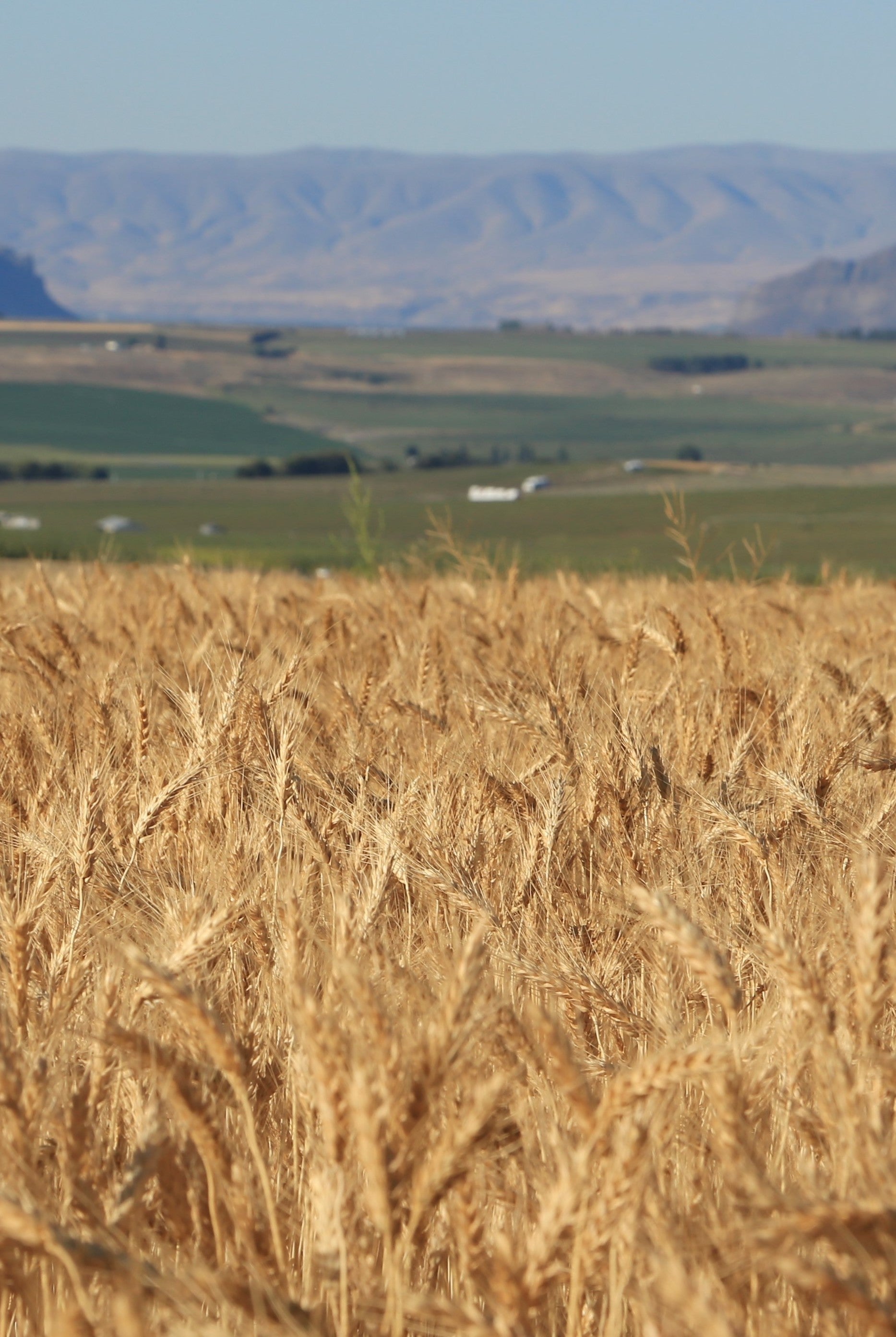 5 Rivers AG – Cairnspring Mills