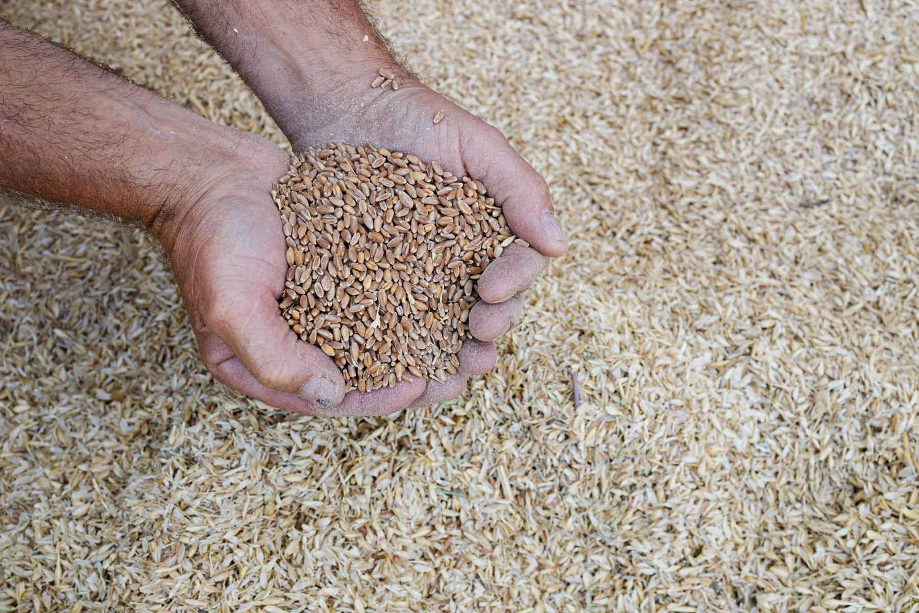 Hand holding a small amount of wheat grains against a background of more wheat grains.